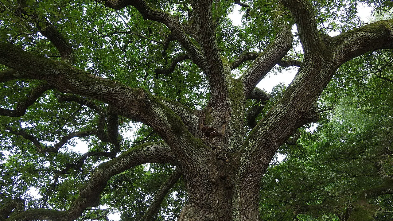 Вековните дървета в община Самуил са в добро състояние