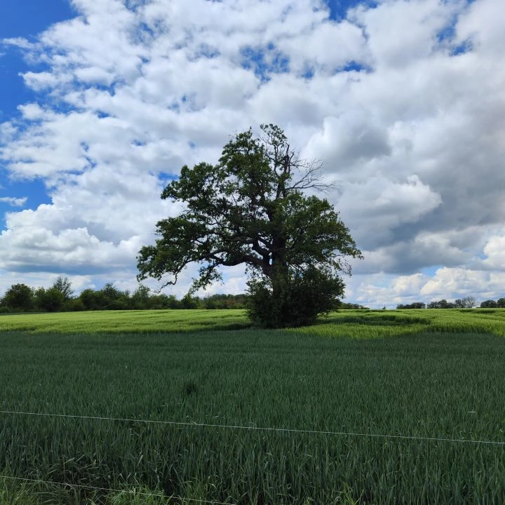 Вековните дървета в община Самуил са в добро състояние