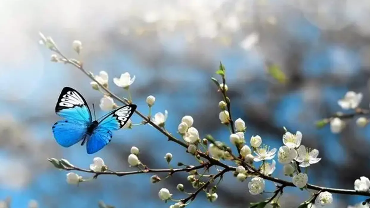 Cemre ne zaman düşecek?