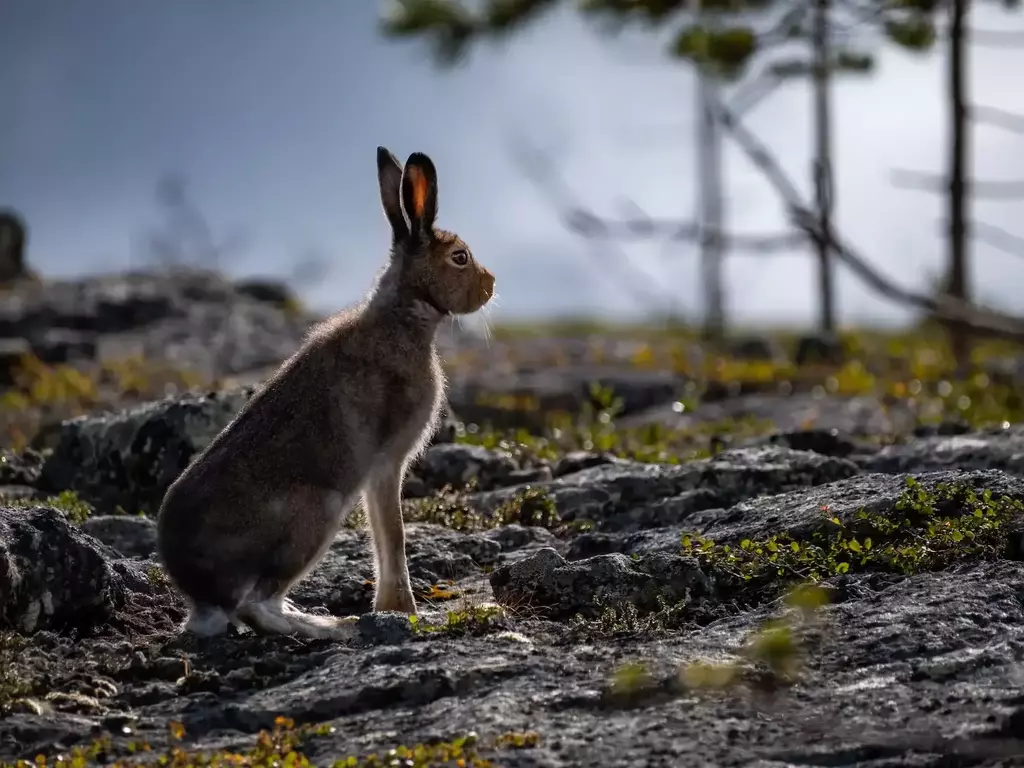 Див заек - описание, характеристики и местообитание